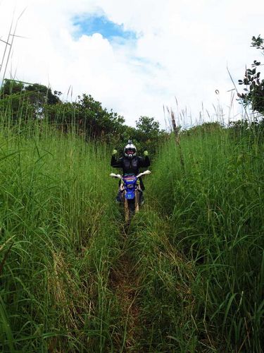 dirt-bike-tours-cambodia-bush-grass