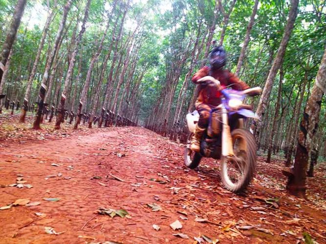 off-road-tours-cambodia-rubber-plantationz